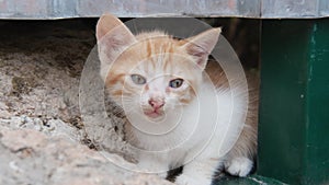 Kitten abandoned on the street. Flea crawling on a cat muzzle. Homeless animals