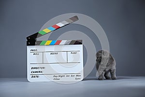 Kitten as actor and a clapperboard, video production