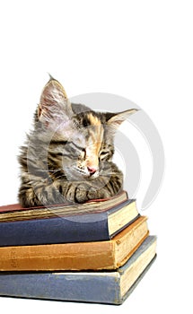 Kitten Asleep on Old Books