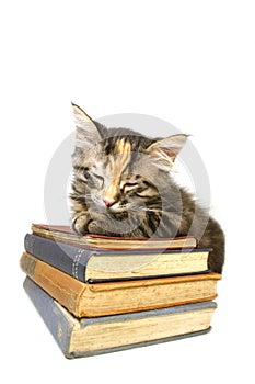 Kitten Asleep on old books