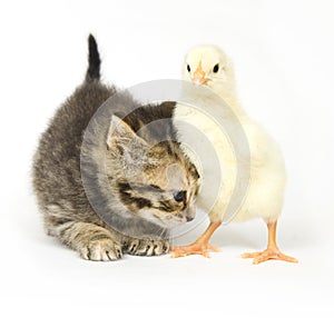 Kitten and baby chick