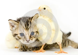 Kitten and baby chick