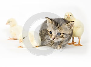 Kitten and baby chick