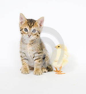 Kitten and baby chick