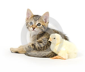 Kitten and baby chick