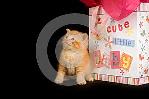 Kitten and baby gift bag