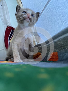 Kitten babycat