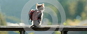 A kitten with a backpack goes on a trip. Generative AI