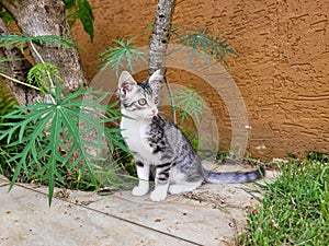 Kitten in the backyard
