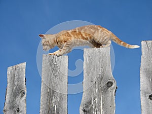 Kitten balancing on fence