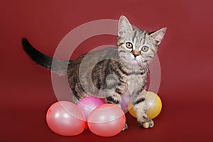 Kitten with balloons