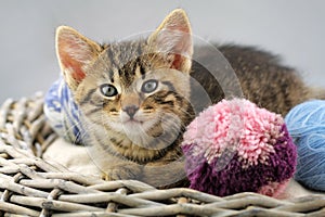 Kitten with a balls of yarn