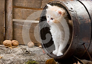 Kitten in a barrel