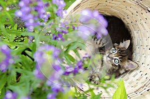 Kitten in basket