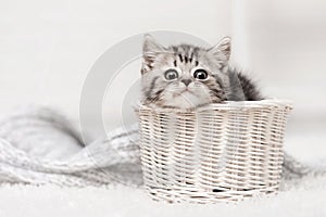 Kitten in a basket