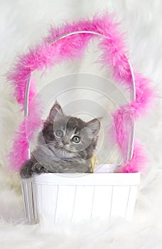 Kitten in basket.