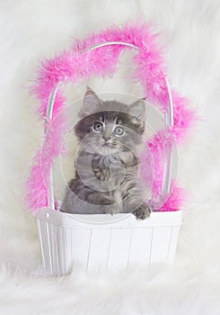 Kitten in basket.
