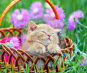 Kitten in a basket