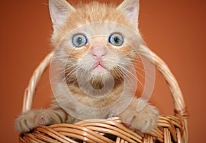 Kitten in a basket