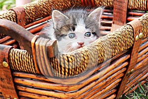 Kitten in Basket