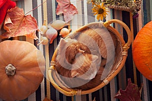 kitten in basket and autumn pumpkins and other fruits and vegetables on a wooden thanksgiving table