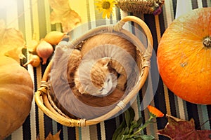 kitten in basket and autumn pumpkins and other fruits and vegetables on a wooden thanksgiving table