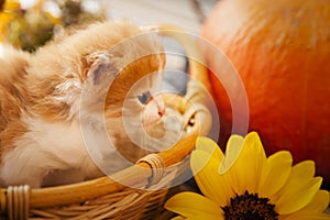 kitten in basket and autumn pumpkins and other fruits and vegetables on a wooden thanksgiving table
