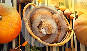 kitten in basket and autumn pumpkins and other fruits and vegetables on a wooden thanksgiving table