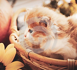 Kitten in basket and autumn pumpkins and other fruits and vegetables on a wooden thanksgiving table