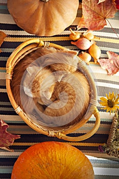 Kitten in basket and autumn pumpkins and other fruits and vegetables on a wooden thanksgiving table