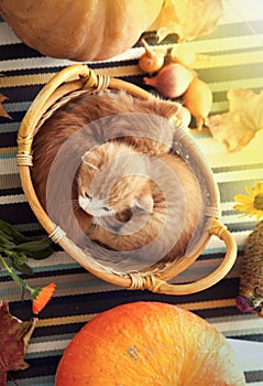 kitten in basket and autumn pumpkins and other fruits and vegetables on a wooden thanksgiving table