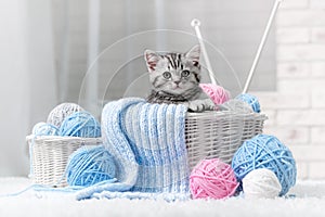 Kitten in a basket with balls of yarn