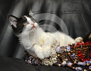 Kitten in a basket with beads