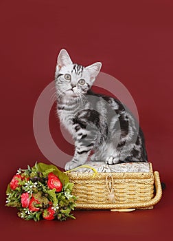 Kitten with a basket of flowers.