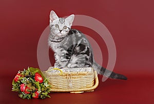 Kitten with a basket of flowers.