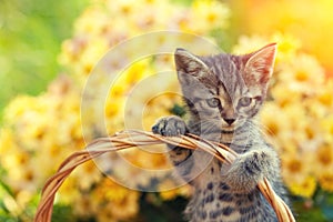 Kitten in a basket with flowers