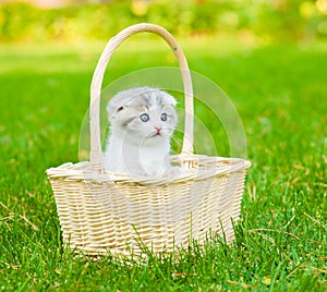 Kitten in basket on green grass