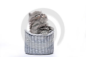 Kitten in a basket isolated on white background