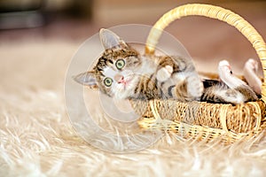 Kitten in a basket lying on his back. Age 1 month