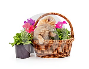 Kitten in a basket sniffs flowers