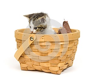 Kitten in a basket on white background