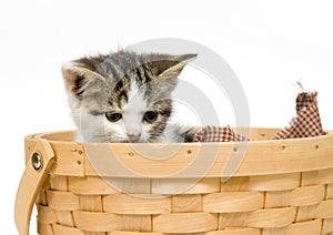 Kitten in a basket on white background