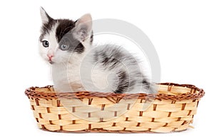 Kitten in a basket on a white background