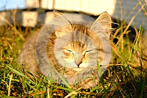 Kitten basking in the sun close-upn