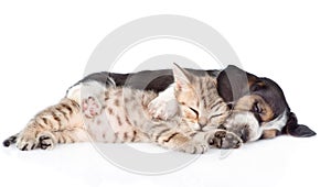 Kitten and basset hound puppy sleeping together. isolated