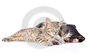 Kitten and basset hound puppy sleeping together. isolated on white
