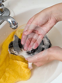 Kitten bathtime