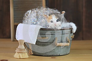 Kitten in a Bathtub With Bubbles