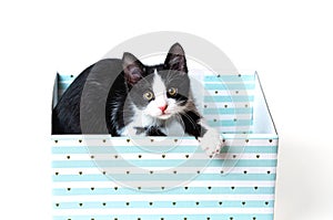 The kitten is in a beautiful blue box. Holiday gift. Card gift