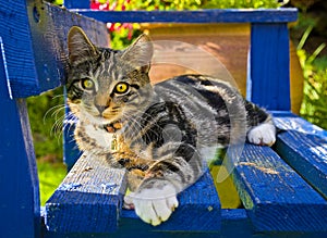 Kitten on a bench